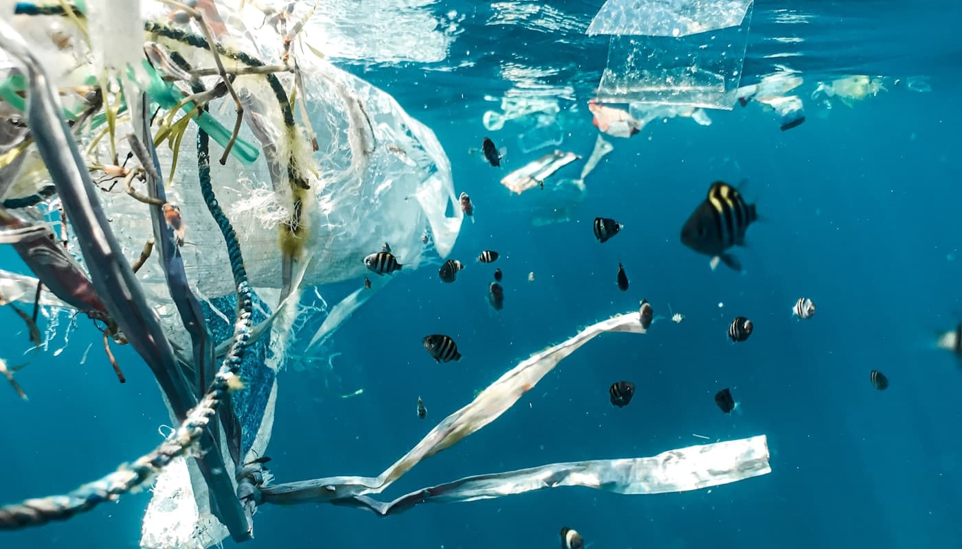 Recycling and sustainable junk removal contributing to a cleaner Hawai'i